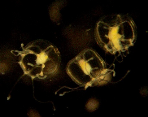 Image of Turritopsis dohrnii